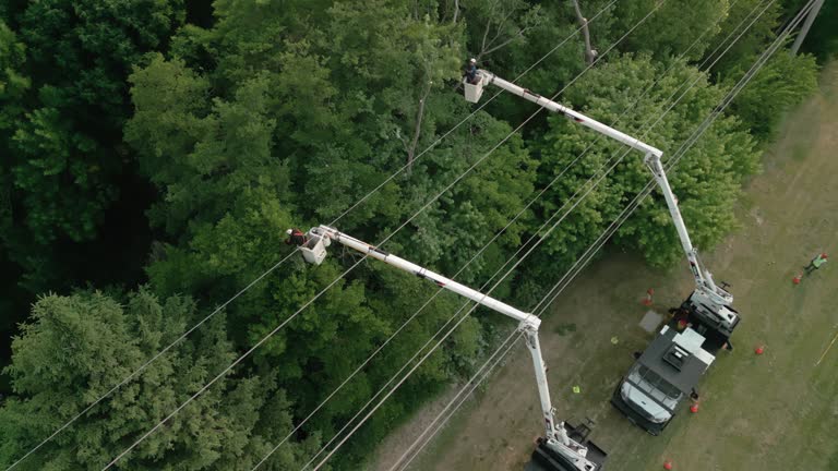 Mandeville, LA Tree Removal and Landscaping Services Company